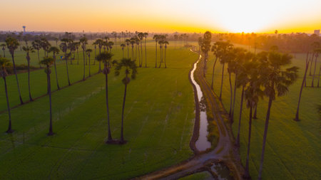 Aerial view green paddy rice plantation field morning sun rise agricultural industryの写真素材