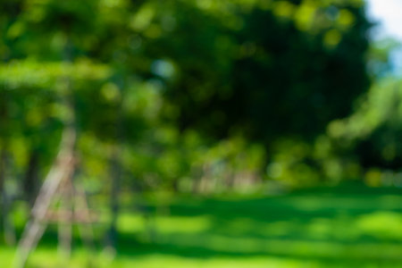 Abstract blurred green traa park sunny day with bokeh nature backgroundの写真素材
