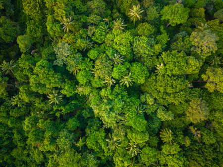 Aerial view mountain tropical rainforest with green various tree nature background