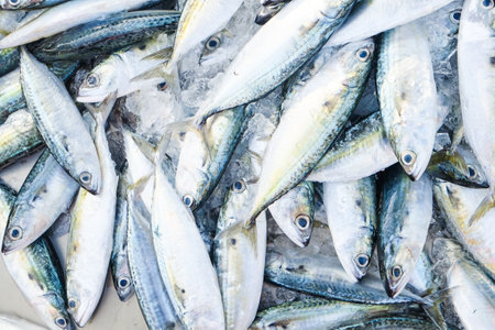 Fresh tuna fish sell in fishery market food industry