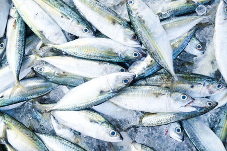 Fresh tuna fish sell in fishery market food industry