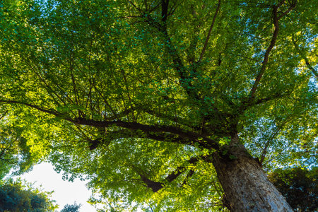 Green tree forest morning sunrise in nature garden at Ueno park in autumn season, Tokyo Japanの写真素材