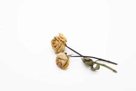 dried roses depicted on a white background.の写真素材
