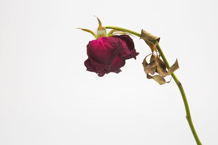 dried rose depicted on a white background.