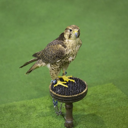 hawk