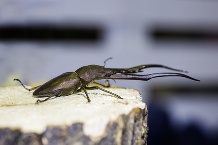 beetleの写真素材