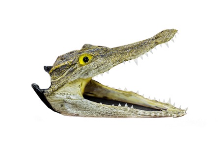 Crocodile headの写真素材