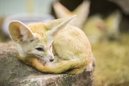 desert Foxの写真素材