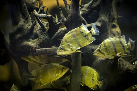 Siamese Tigerfish (Coius microlepis)の写真素材