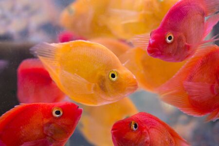 Fish in aquariumの写真素材