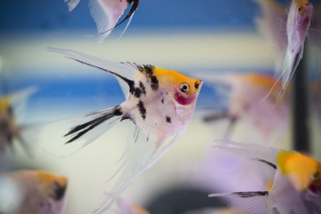 Angel Fishの写真素材