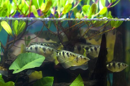 Siamese Tigerfish (Coius microlepis)の写真素材