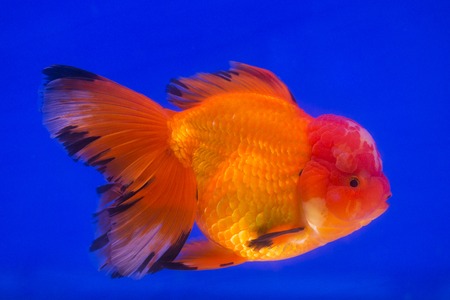 Goldfish in aquarium with green plants, snag and stonesの写真素材