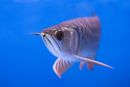 Arowana fishの写真素材