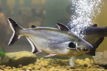 Fish in the aquariumの写真素材