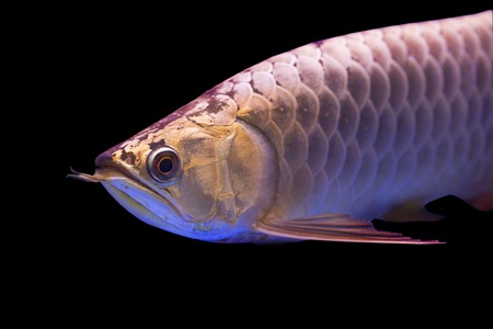 Arowana fishの写真素材