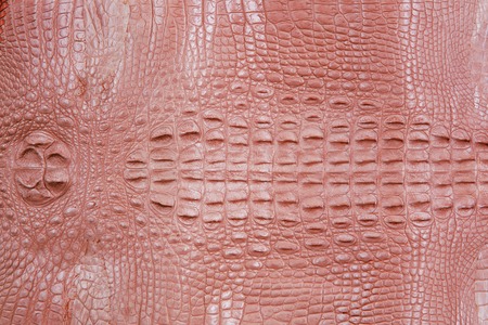 Crocodile skin textureの写真素材
