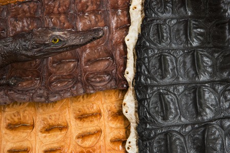 Crocodile skin textureの写真素材