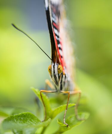 Butterflyの写真素材