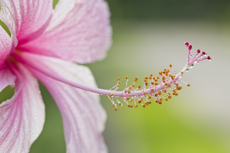 Pink flowers in the garden