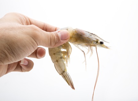 raw shrimps on white backgroundの写真素材