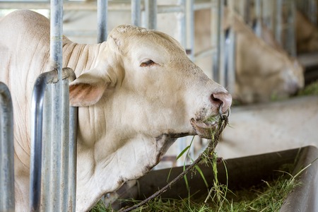 cows on a farmの写真素材