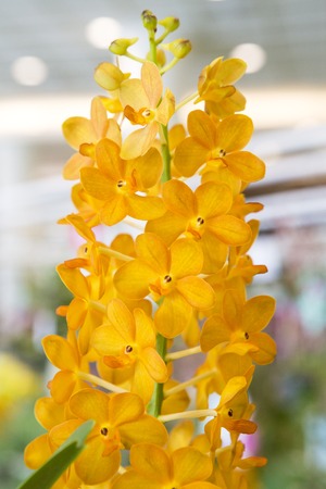 Yellow orchidの写真素材