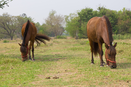 brown horse grazing grassの写真素材