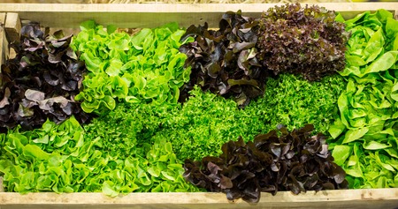 Organic hydroponic vegetable cultivation farmの写真素材