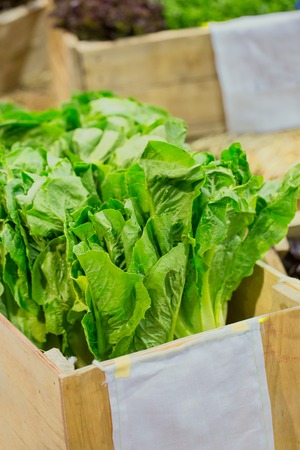 Organic hydroponic vegetable cultivation farmの写真素材