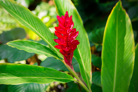 Awapuhi-UlaUla or Hawaiian Red Gingerの写真素材