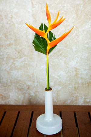 orange bird paradise flower with green leavesの写真素材
