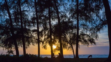Sunset silhouette, pine trees, sunset by the sea.の写真素材