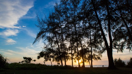 Sunset silhouette, pine trees, sunset by the sea.の写真素材