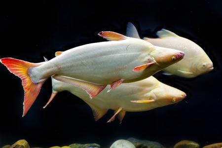 Tropical fish that iridescent shark