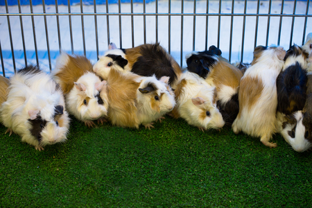 Guinea pig eating green grass in the Zooの写真素材