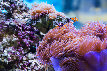 Fish in sea anemoneの写真素材