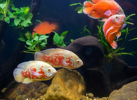 Oscar Fish