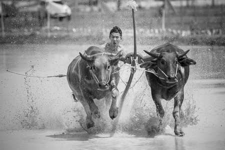 Buffalo running the traditional activities on August 30, 2560 Chonburi.のeditorial素材