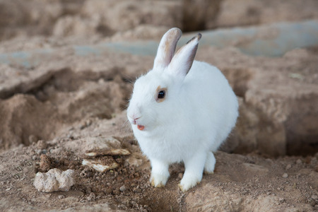 Rabbits in the cage