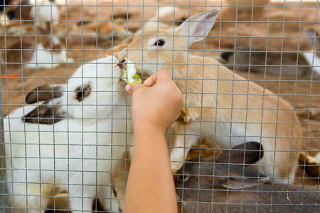 Rabbits in the cageの写真素材