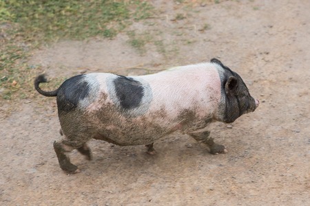 Piglet walking in the farm