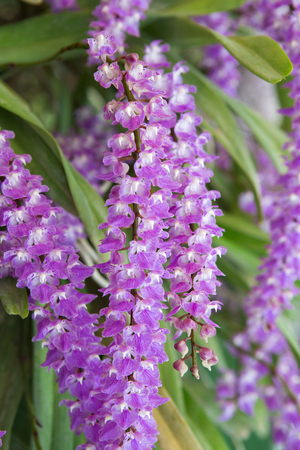 Purple orchid flowers in gardenの写真素材