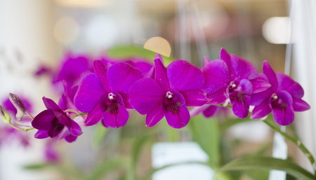 Purple orchid flowers in gardenの写真素材