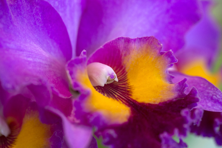 Purple orchid flowers in gardenの写真素材