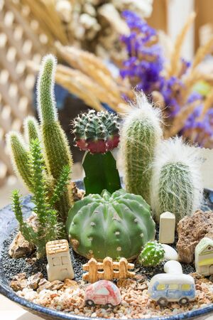 Cactus assortment with different prickly plants in potsの写真素材
