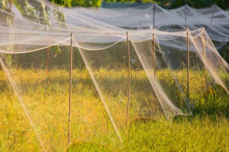 Mesh of rice in the field.の写真素材