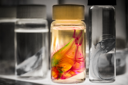 Fish in Bottles for Biological Studiesの写真素材
