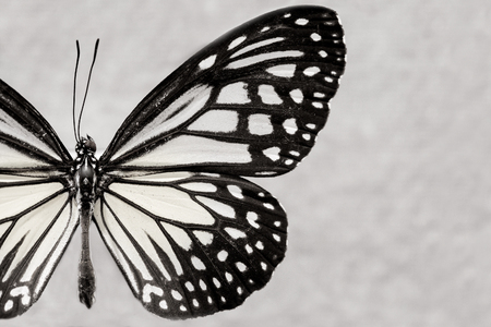 Butterflies and colorful butterfliesの写真素材