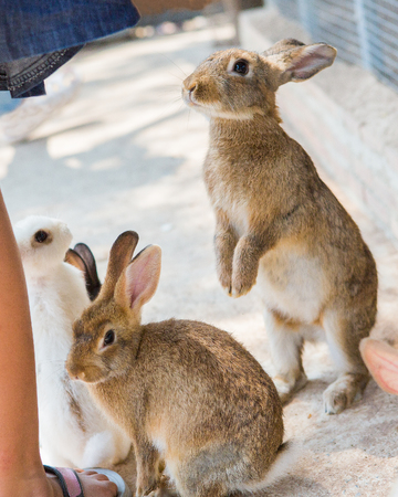 Rabbits in the zooの写真素材
